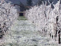 Maltempo, agricoltura in ginocchio. Danni incalcolabili