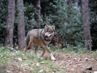 Un lupo in un'immagine d'archivio.     ANSA
 
 



Lesemplare, rinvenuto agonizzante per avvelenamento, ?? stato salvato dalla Forestale e dal personale veterinario


Perugia, 7 marzo 2013 -  Torna in libert?? il giovane lupo che rischiava di morire avvelenato, in Umbria, se non fosse stato per il tempestivo intervento del Corpo forestale e del servizio veterinario, allertati dalla segnalazione di un privato cittadino. Ezechiele Jr, questo il soprannome dellesemplare maschio di circa due anni, lo scorso sabato si aggirava agonizzante in localit?? San Giovanni di Boschetto, una zona montana del comune di Nocera Umbra (PG), quando ?? stato avvistato dalluomo che ha lanciato lallarme. 
Sul posto sono accorsi un medico veterinario e i Forestali del Comando Stazione di Nocera Umbra e al lupo ?? stata somministrata una dose di antidoto e una di anestetico cos?? da permetterne la cattura. Una volta prelevato e trasportato dai Forestali presso lo studio del veterinario, ?? stato sottoposto ad alimentazione tramite fleboclisi e alle cure adeguate.
Le cronache degli ultimi giorni riportano in drammatica evidenza il grave fenomeno dellabbandono di esche e bocconi avvelenati in varie zone della regione. Basti pensare ai due lupi trovati morti a distanza di pochi giorni luno dallaltro allinterno del Parco dei Monti Sibillini.  
?? emergenza, quindi, per questa specie, protetta ma minacciata dalle insidie della pressione antropica e del bracconaggio. 
Dai primi controlli ?? emerso che lesca avvelenata ingerita dal mammifero fosse costituita da sostanze diserbanti. 
La Forestale ha avviato ampie indagini mirate ad individuare i responsabili della vicenda. Nel frattempo lupo Ezechiele ha ripreso a correre riconoscente tra i boschi di una delle regioni pi?? verdi dItalia.