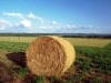 I bandi per l’agricoltura trovano il plauso di Coldiretti