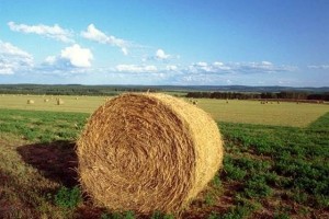 I bandi per l’agricoltura trovano il plauso di Coldiretti