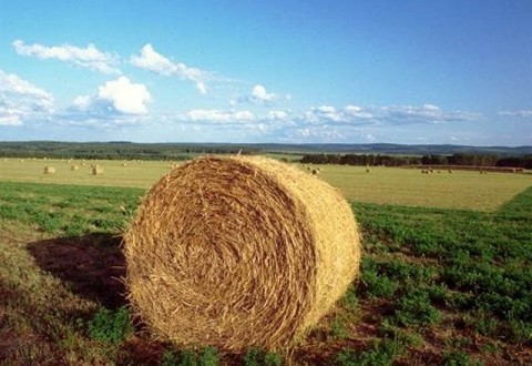 I bandi per l’agricoltura trovano il plauso di Coldiretti