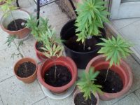 Piante di marijuana sul terrazzo di casa, nei guai una coppia di coniugi campobassani