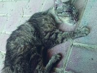 Campobasso, orrore a Vazzieri: gatto lapidato a morte da tre ragazzini