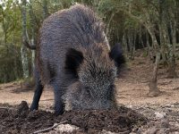 Continua la caccia al cinghiale, il 30 gennaio è l’ultimo giorno