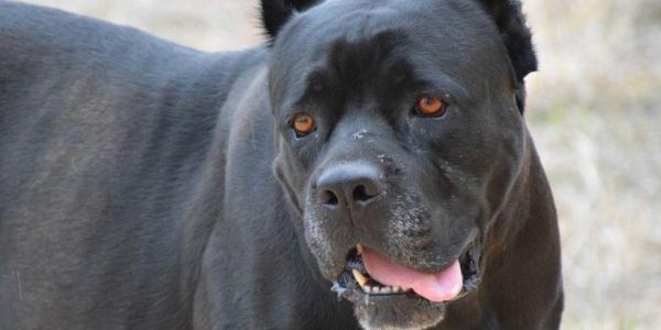 Santa Croce, taglia le orecchie al suo cane: denunciato dai Carabinieri