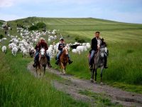 Transumanza bene dell’Unesco: il Molise in attesa del verdetto