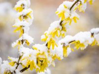 Prima la siccità, poi l’emergenza sanitaria e infine la neve: agricoltura in ginocchio
