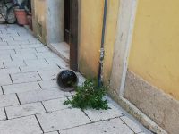 Vandali in azione a Isernia, si torna a chiedere l’attivazione della videosorveglianza