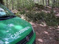 Caccia nel Parco, venafrano sorpreso con cinghiale in auto finisce nei guai