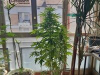 Campobasso, coltivava marijuana sulla veranda di casa: pregiudicato 52enne denunciato dai carabinieri