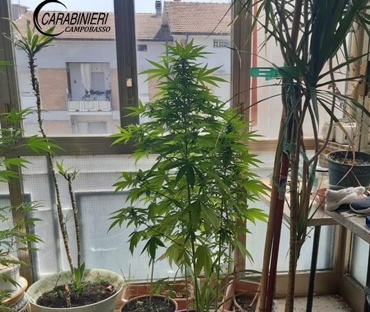 Campobasso, coltivava marijuana sulla veranda di casa: pregiudicato 52enne denunciato dai carabinieri