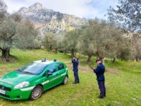 Venafro, cane investito e lasciato morire: la Forestale denuncia i responsabili