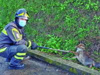 Venafro, volpe rimane incastrata in un tombino sulla Variante: salvata dai Vigili del fuoco