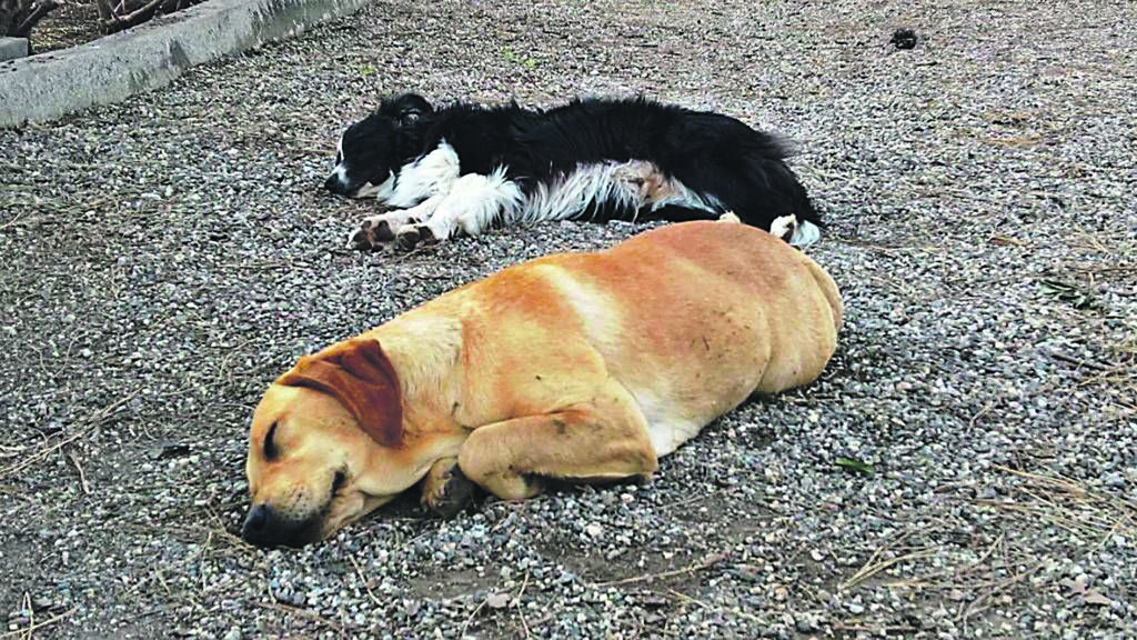 Termoli. Caldo opprimente, la Colaci: più attenzione agli animali