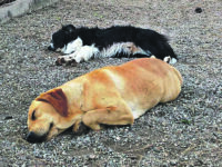 Termoli. Caldo opprimente, la Colaci: più attenzione agli animali