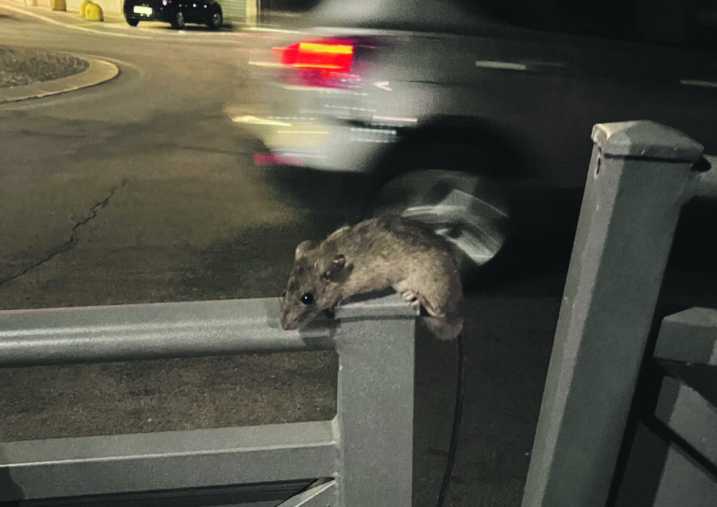 Termoli. Morsa da un ratto sulla ringhiera in via Abruzzi