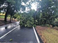 Maltempo sulla costa. Allagamenti, alberi caduti e cavi tranciati