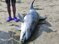 Plastica in mare, delfino spiaggiato a Rio Vivo