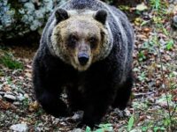 Orso marsicano avvistato alla periferia di Capracotta