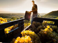 Vino, in Molise il calo di produzione più alto d’Italia