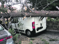 Termoli. La tempesta di vento abbatte gli alberi nel parco e in periferia