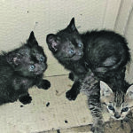 La scatola della vergogna: tre gattini abbandonati davanti all’ex ospedale di Isernia