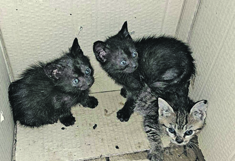 La scatola della vergogna: tre gattini abbandonati davanti all’ex ospedale di Isernia