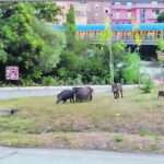 Campobasso. Famiglia di cinghiali in via Vico, fine dell’incubo