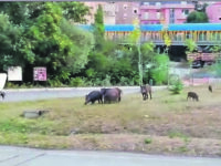 Campobasso. Famiglia di cinghiali in via Vico, fine dell’incubo