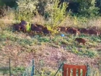 Campobasso. Emergenza cinghiali anche a San Giovanni, cresce la preoccupazione tra i residenti