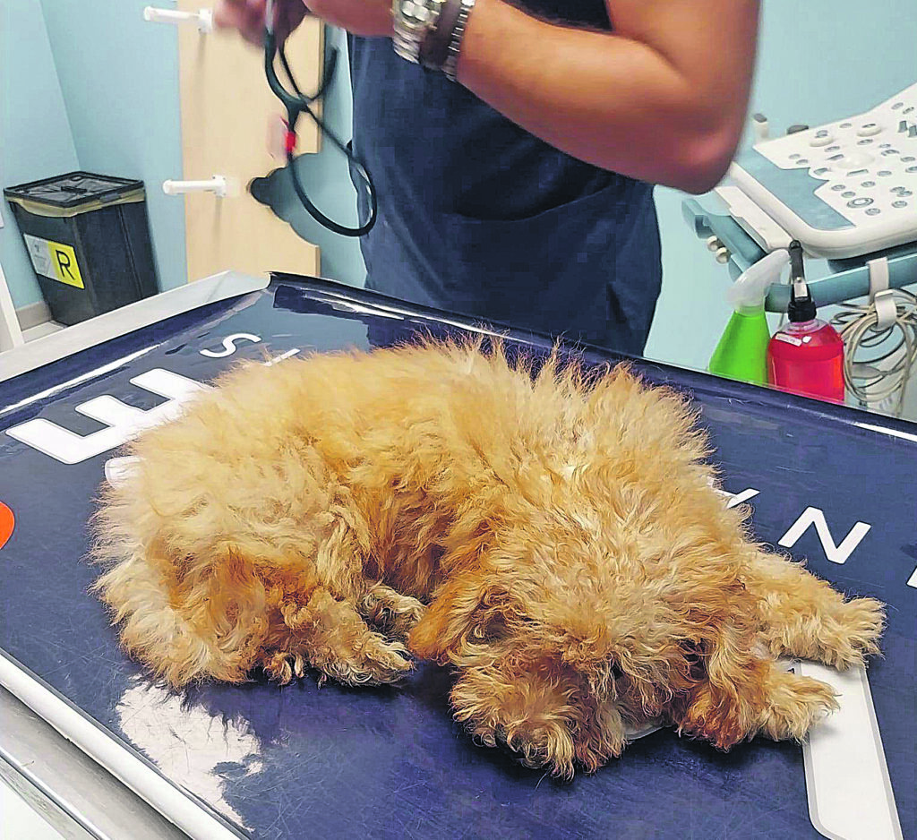 Termoli. Il cane Joy ingoia un amo gettato in strada