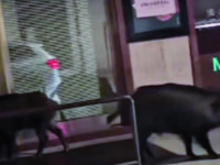 Campobasso. In Prefettura tavoli ‘proficui’, intanto cinghiali a passeggio in via Mazzini