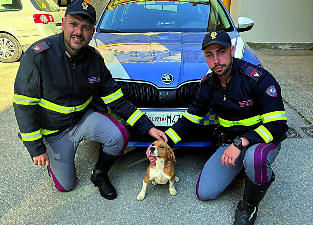 Lucito. Vagava impaurito sulla Ss 647, cagnolino salvato dalla Stradale
