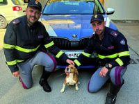 Lucito. Vagava impaurito sulla Ss 647, cagnolino salvato dalla Stradale