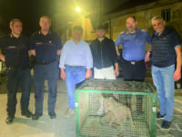 Agnone. Ragazzina ferita, catturato nella notte l’esemplare di lupa