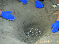 Campomarino. Le mareggiate minacciano il nido di Caretta Caretta, le Gadit lo trasferiscono in un luogo “protetto”