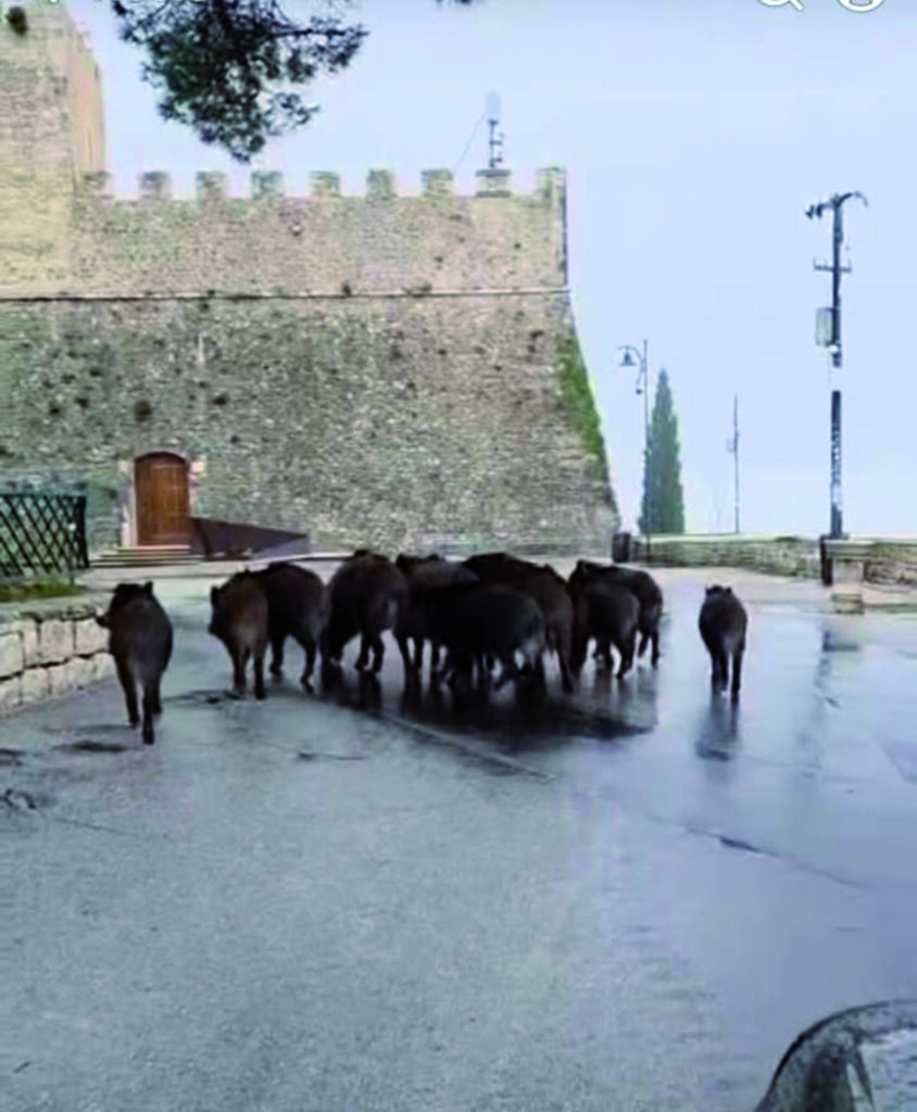 Branco di cinghiali ‘alla conquista’ del castello, un biglietto da visita che la città non merita