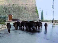 Emergenza cinghiali, Forte diffida la Regione