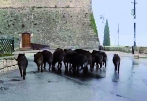Il Tar annulla il piano di contenimento dei cinghiali, esultano gli animalisti