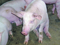 Buone notizie dalla sanità animale, Molise indenne dalla pseudorabbia