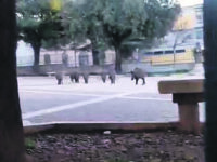 La prima passeggiata del mattino, i cinghiali arrivano a San Francesco