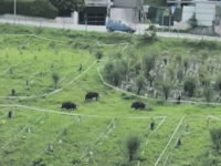 L’emergenza cinghiali continua, la passeggiata a Parco dei Pini