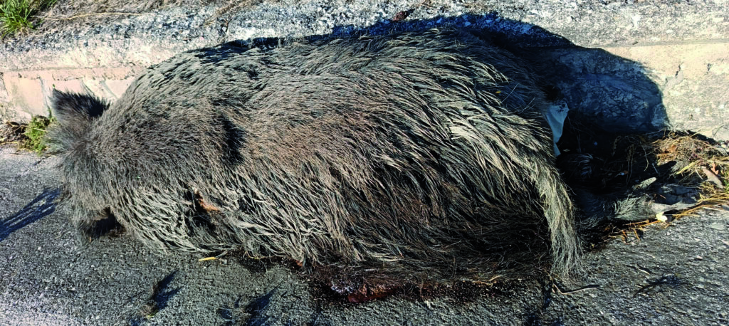 Carcassa di cinghiale in strada da giorni, il Comune di Ripalimosani diffida l’Anas