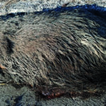 Carcassa di cinghiale in strada da giorni, il Comune di Ripalimosani diffida l’Anas
