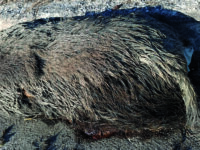 Carcassa di cinghiale in strada da giorni, il Comune di Ripalimosani diffida l’Anas