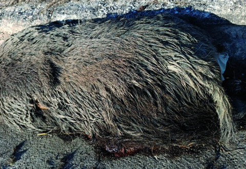 Carcassa di cinghiale in strada da giorni, il Comune di Ripalimosani diffida l’Anas