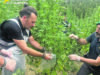 Salcito, scoperta maxi piantagione di marijuana: profitto da 2 milioni di euro