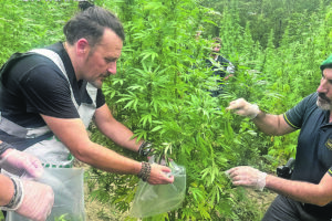 Salcito, scoperta maxi piantagione di marijuana: profitto da 2 milioni di euro