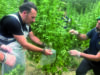 Duecento piante di marijuana in essiccazione lungo il fiume Sente